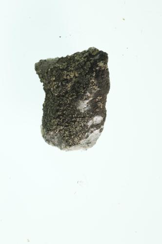 Golden Moonglow Lichen